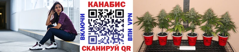 Бошки марихуана тримм Тайшет
